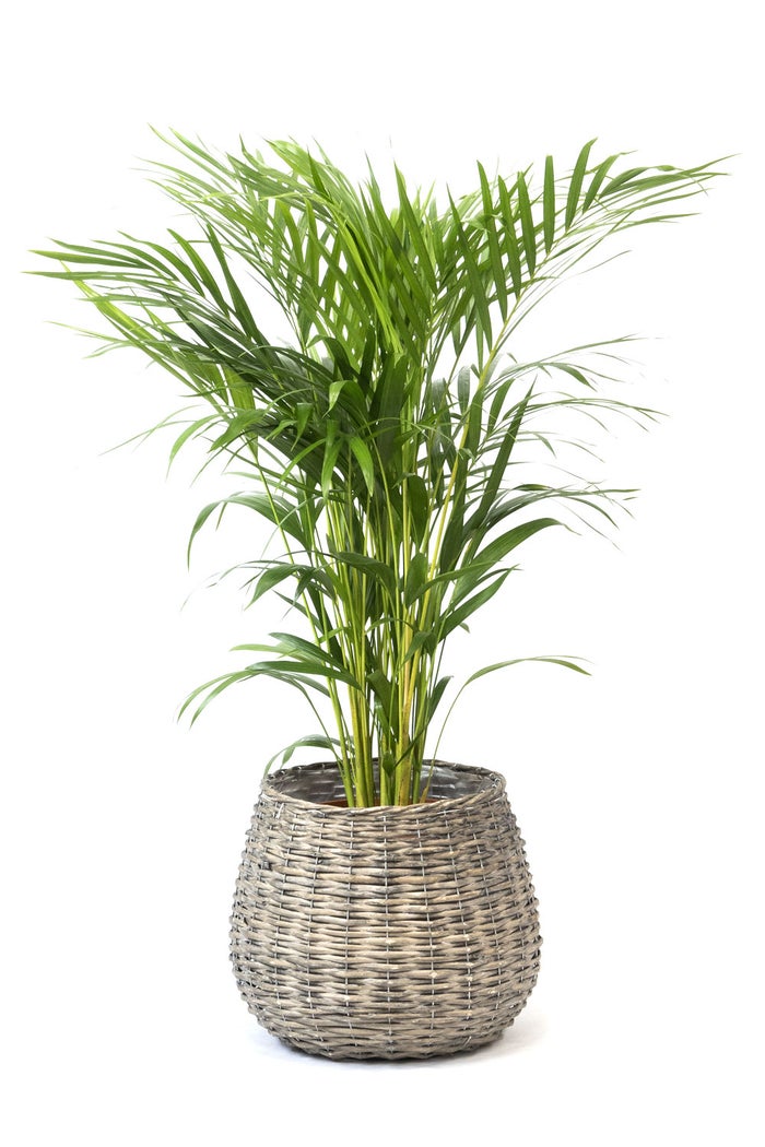 観葉植物 通販 アレカヤシ 8号鉢 ボールバスケット鉢カバー付 観葉植物 本物