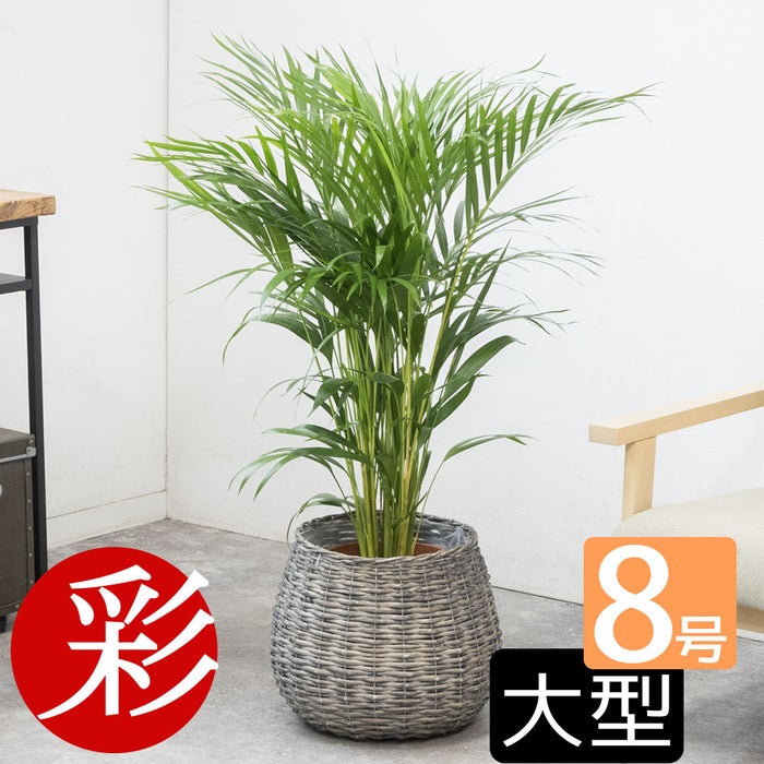 観葉植物 通販 アレカヤシ 8号鉢 ボールバスケット鉢カバー付 観葉植物 本物