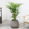 観葉植物 通販 アレカヤシ 8号鉢 ボールバスケット鉢カバー付 観葉植物 本物