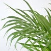 観葉植物 通販 アレカヤシ 8号鉢 ボールバスケット鉢カバー付 観葉植物 本物
