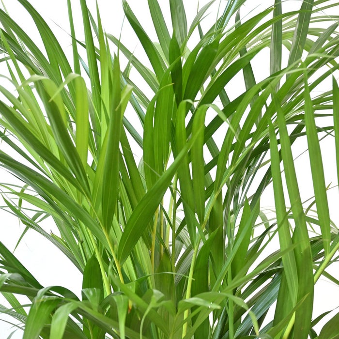 観葉植物 通販 アレカヤシ 8号鉢 ボールバスケット鉢カバー付 観葉植物 本物