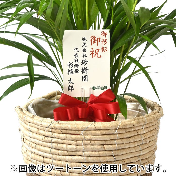 観葉植物 通販 アレカヤシ 8号鉢 ボールバスケット鉢カバー付 観葉植物 本物