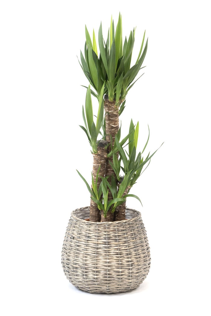 観葉植物 通販 ユッカ 8号鉢 ボールバスケット鉢カバー付 観葉植物 本物