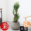 観葉植物 通販 ユッカ 8号鉢 ボールバスケット鉢カバー付 観葉植物 本物