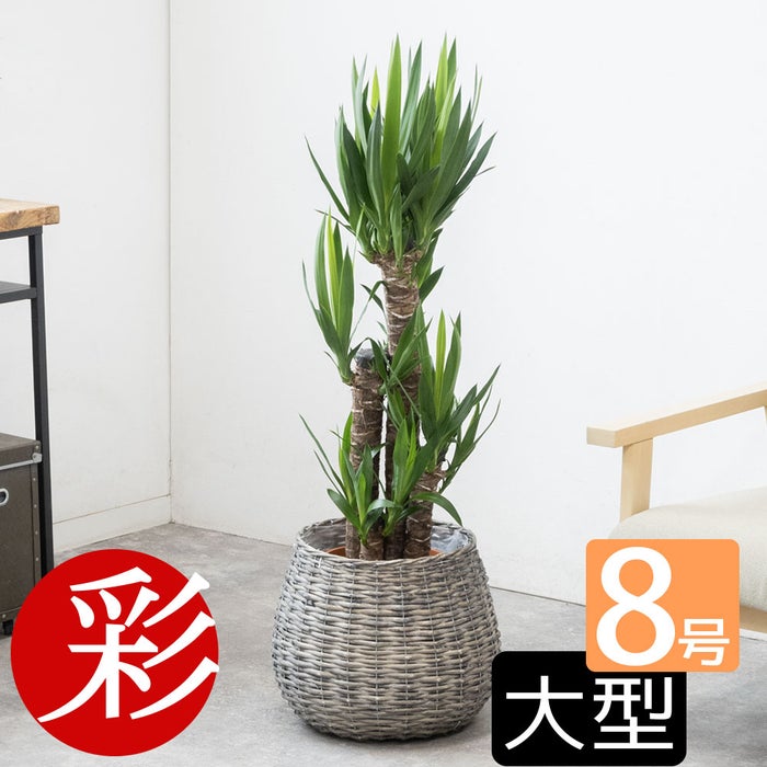 観葉植物 通販 ユッカ 8号鉢 ボールバスケット鉢カバー付 観葉植物 本物