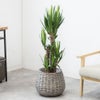 観葉植物 通販 ユッカ 8号鉢 ボールバスケット鉢カバー付 観葉植物 本物
