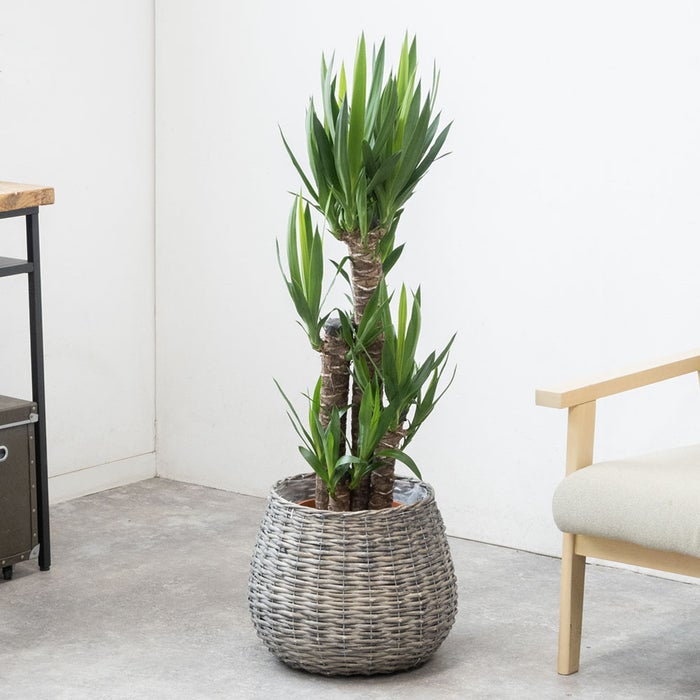 観葉植物 通販 ユッカ 8号鉢 ボールバスケット鉢カバー付 観葉植物 本物