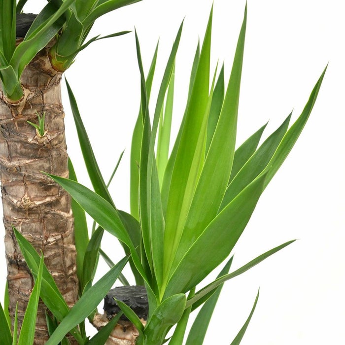 観葉植物 通販 ユッカ 8号鉢 ボールバスケット鉢カバー付 観葉植物 本物