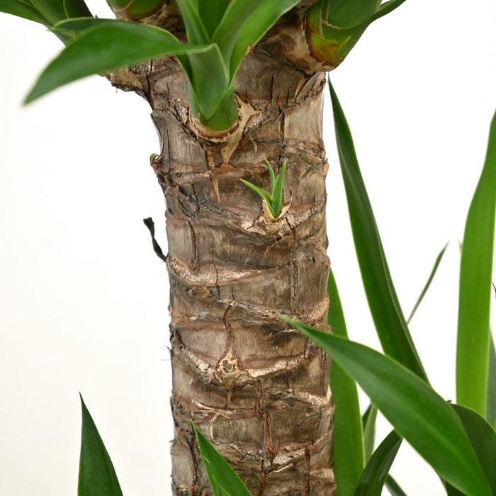 観葉植物 通販 ユッカ 8号鉢 ボールバスケット鉢カバー付 観葉植物 本物