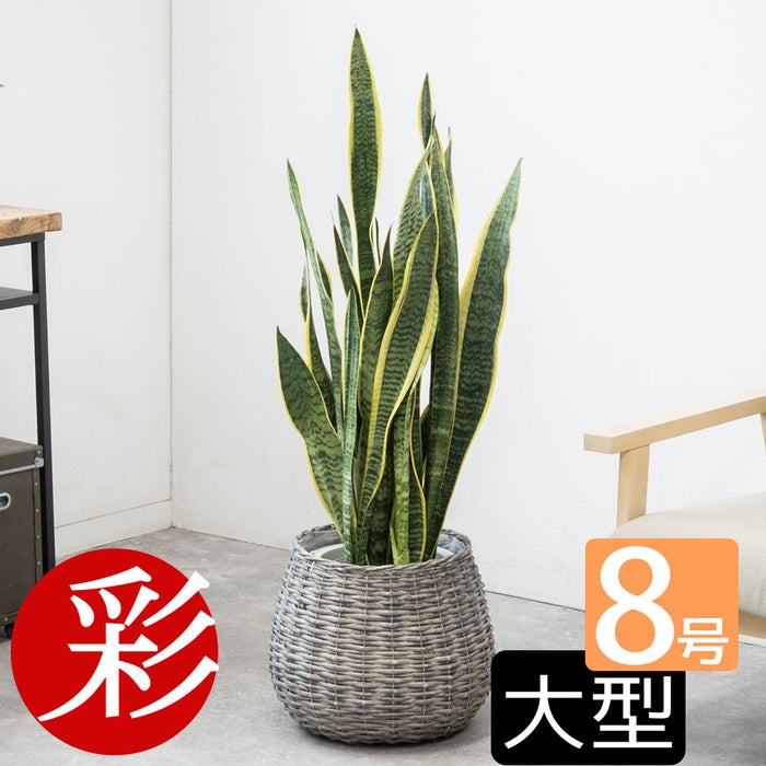 観葉植物 通販 サンスベリア・ローレンティー 8号鉢 ボールバスケット鉢カバー付 観葉植物 本物