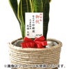観葉植物 通販 サンスベリア・ローレンティー 8号鉢 ボールバスケット鉢カバー付 観葉植物 本物