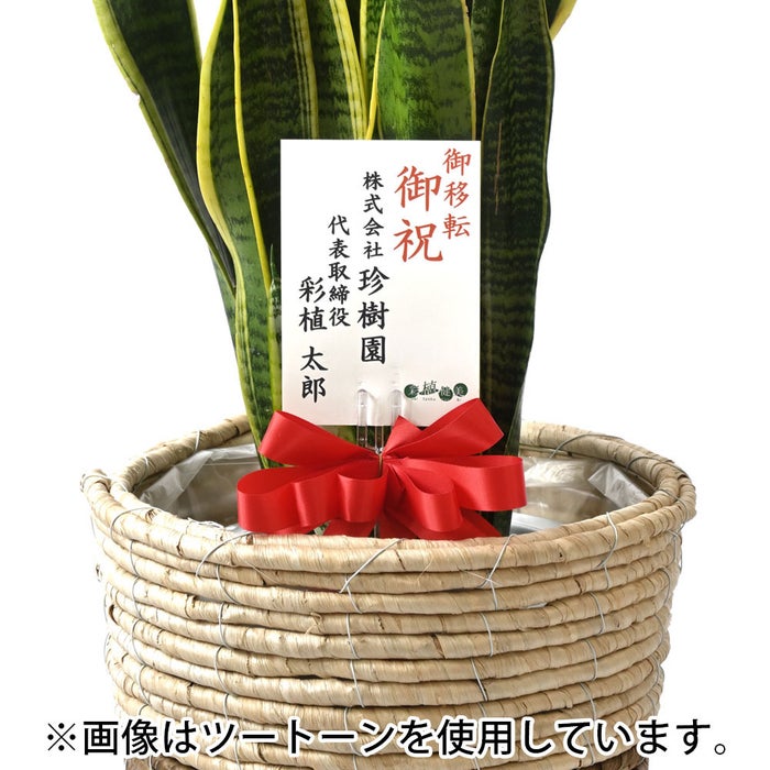 観葉植物 通販 サンスベリア・ローレンティー 8号鉢 ボールバスケット鉢カバー付 観葉植物 本物