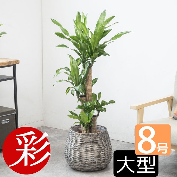 観葉植物 通販 幸福の木 ドラセナ・マッサンゲアナ 8号鉢 ボールバスケット鉢カバー付 観葉植物 本物
