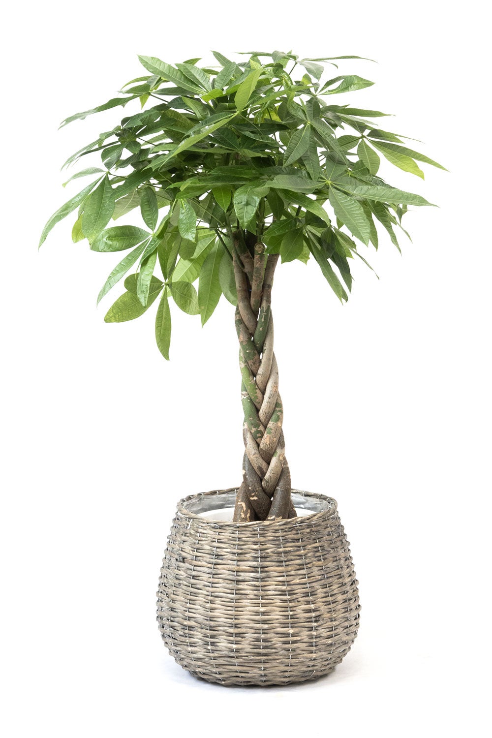 観葉植物 通販 パキラ 8号鉢 ボールバスケット鉢カバー付 観葉植物 本物