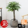 観葉植物 通販 パキラ 8号鉢 ボールバスケット鉢カバー付 観葉植物 本物