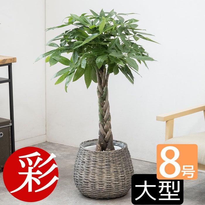 観葉植物 通販 パキラ 8号鉢 ボールバスケット鉢カバー付 観葉植物 本物