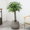 観葉植物 通販 パキラ 8号鉢 ボールバスケット鉢カバー付 観葉植物 本物