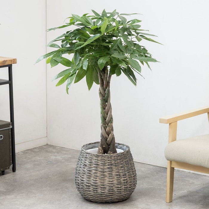 観葉植物 通販 パキラ 8号鉢 ボールバスケット鉢カバー付 観葉植物 本物