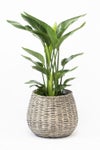 観葉植物 通販 ストレリチア・オーガスタ 8号鉢 ボールバスケット鉢カバー付 観葉植物 本物