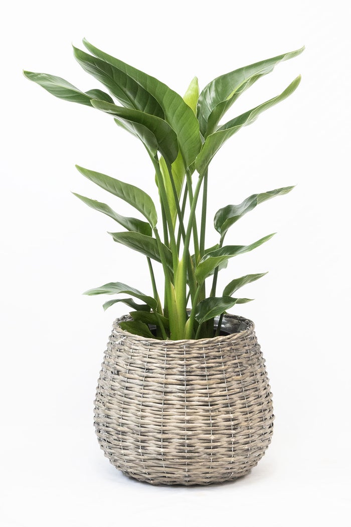 観葉植物 通販 ストレリチア・オーガスタ 8号鉢 ボールバスケット鉢カバー付 観葉植物 本物