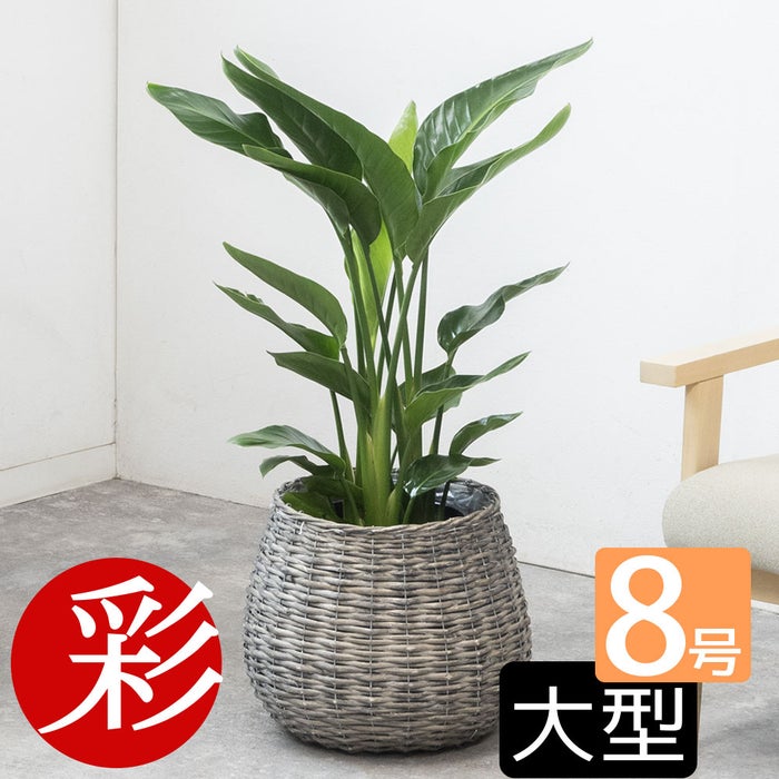 観葉植物 通販 ストレリチア・オーガスタ 8号鉢 ボールバスケット鉢カバー付 観葉植物 本物