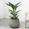 観葉植物 通販 ストレリチア・オーガスタ 8号鉢 ボールバスケット鉢カバー付 観葉植物 本物