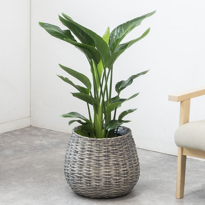 観葉植物 通販 ストレリチア・オーガスタ 8号鉢 ボールバスケット鉢カバー付 観葉植物 本物