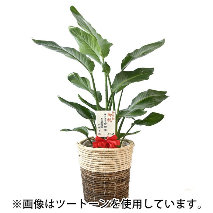 観葉植物 通販 ストレリチア・オーガスタ 8号鉢 ボールバスケット鉢カバー付 観葉植物 本物