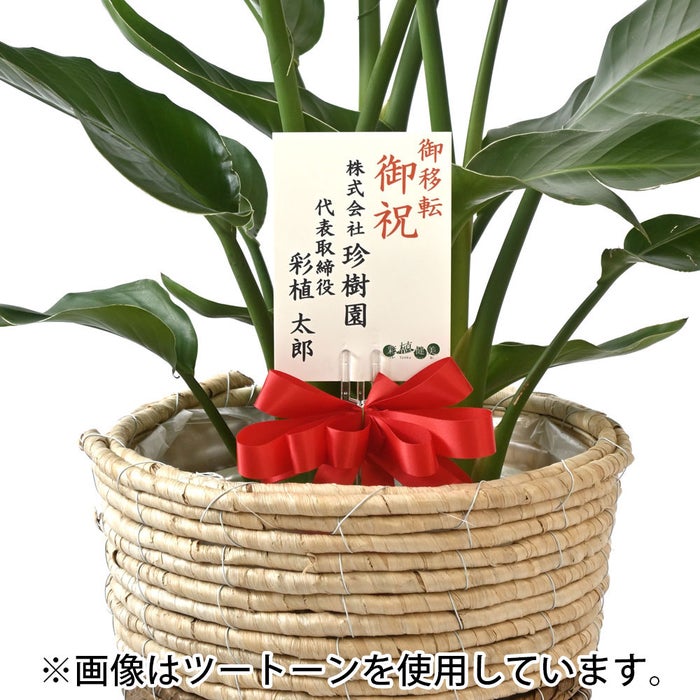 観葉植物 通販 ストレリチア・オーガスタ 8号鉢 ボールバスケット鉢カバー付 観葉植物 本物