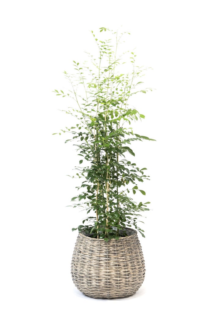 観葉植物 通販 シルクジャスミン ゲッキツ 8号鉢 ボールバスケット鉢カバー付 観葉植物 本物