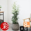 観葉植物 通販 シルクジャスミン ゲッキツ 8号鉢 ボールバスケット鉢カバー付 観葉植物 本物