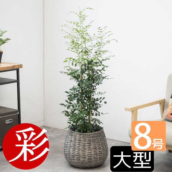 観葉植物 通販 シルクジャスミン ゲッキツ 8号鉢 ボールバスケット鉢カバー付 観葉植物 本物