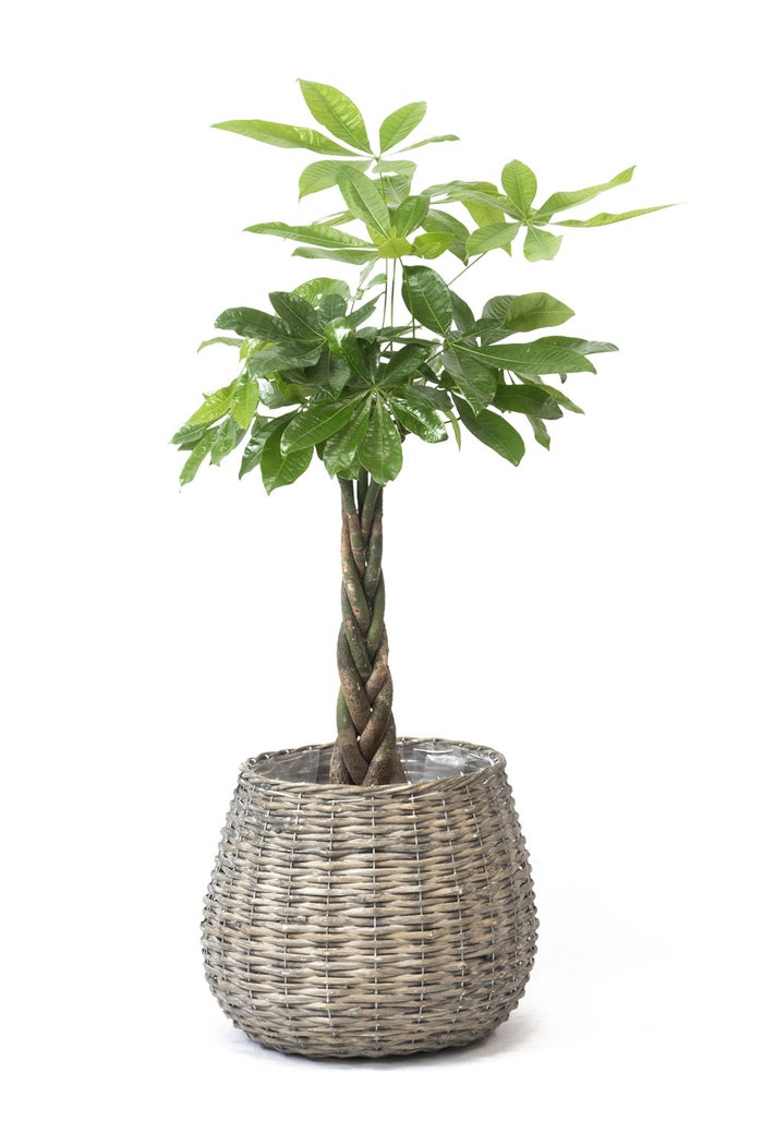 観葉植物 通販 km040000h-01-md