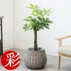 観葉植物 通販 km040000h-01-md