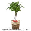 観葉植物 通販 km040000h-01-md