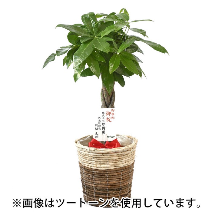 観葉植物 通販 km040000h-01-md