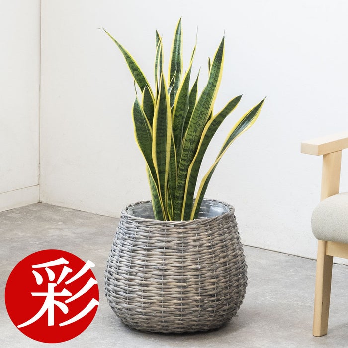 観葉植物 通販 km040000h-02-md
