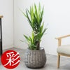観葉植物 通販 km040000h-04-md
