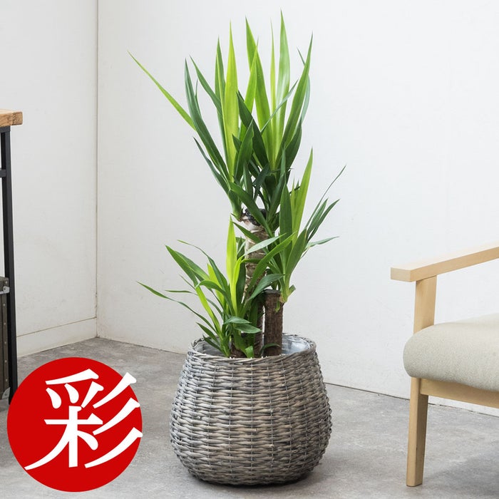 観葉植物 通販 km040000h-04-md