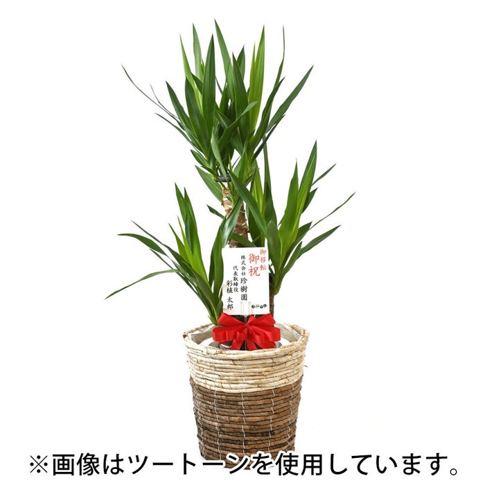 観葉植物 通販 km040000h-04-md