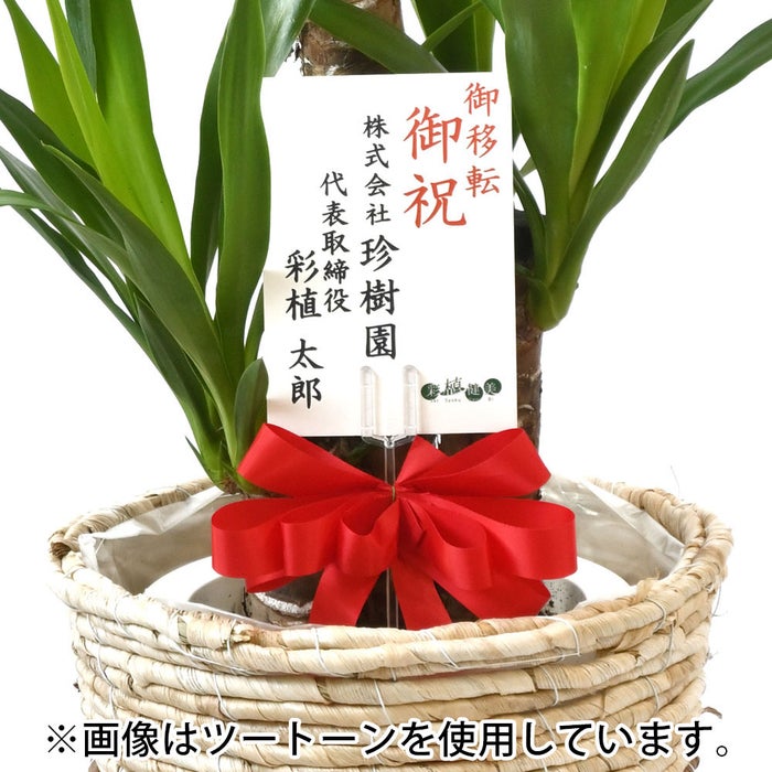 観葉植物 通販 km040000h-04-md