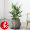 観葉植物 通販 km040000h-09-md