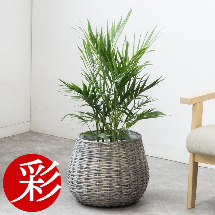 観葉植物 通販 km040000h-09-md