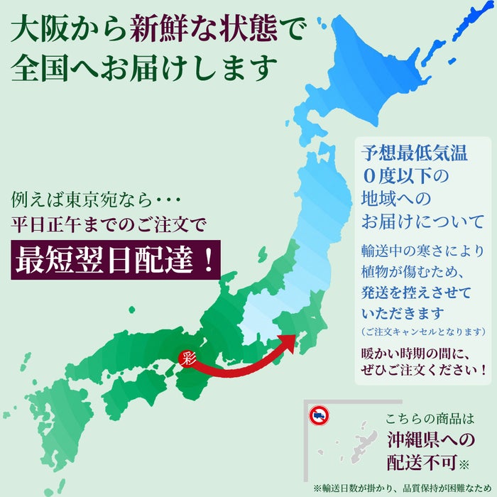 観葉植物 通販 km040000h-09-md