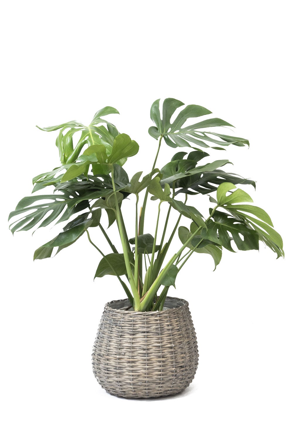 観葉植物 通販 km040000h-15-md