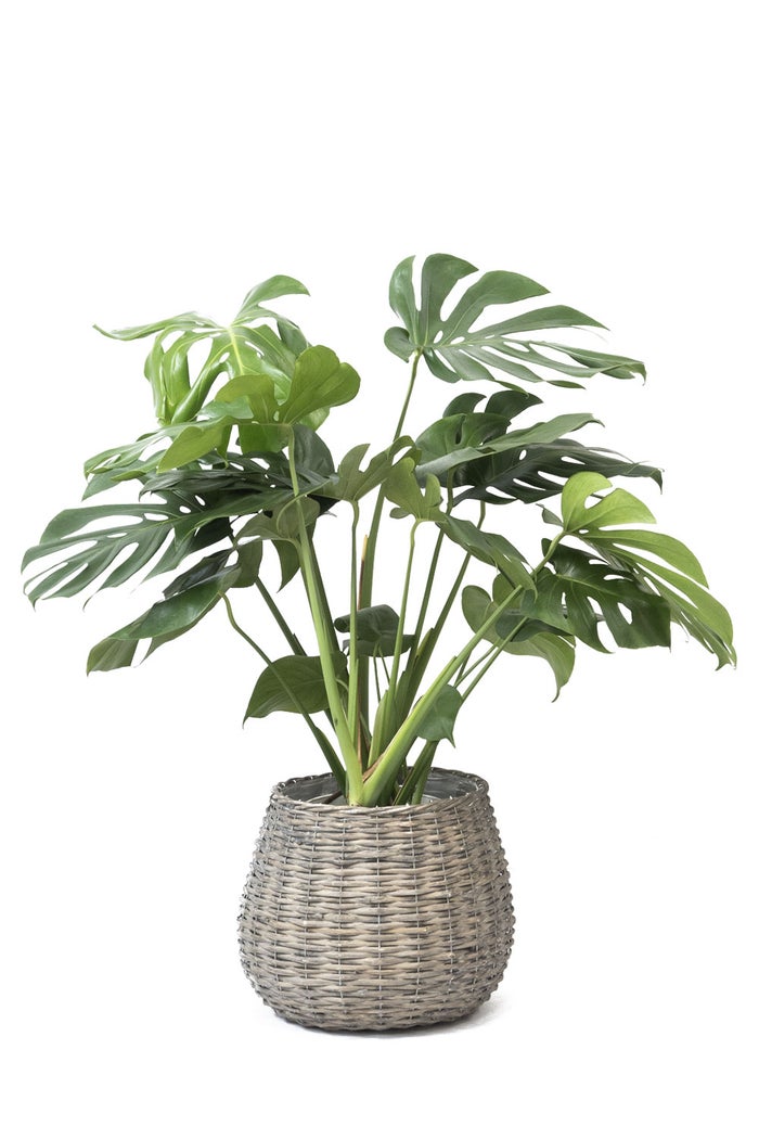 観葉植物 通販 km040000h-15-md