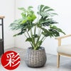 観葉植物 通販 km040000h-15-md