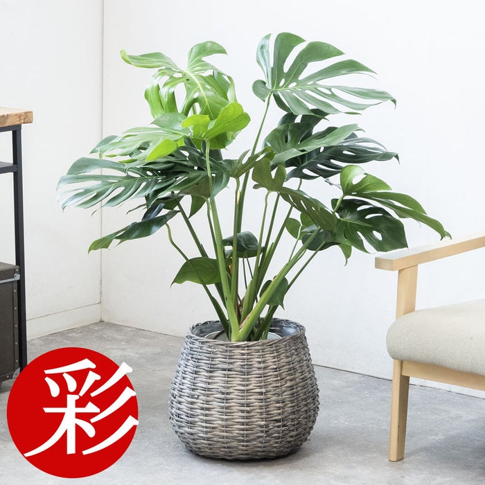 観葉植物 通販 km040000h-15-md