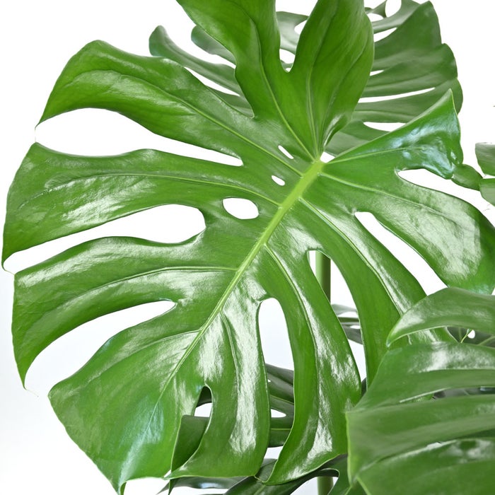 観葉植物 通販 km040000h-15-md