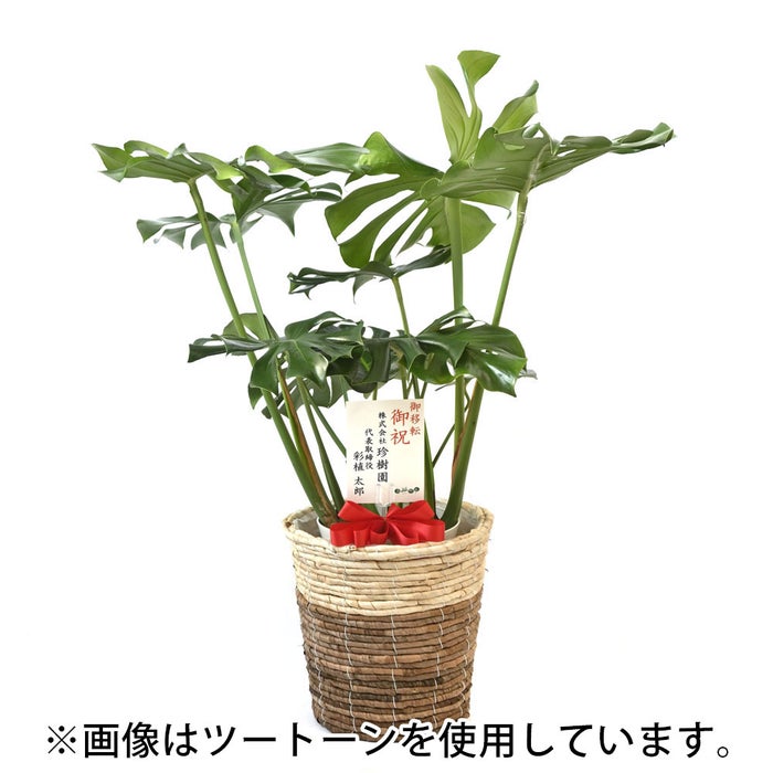 観葉植物 通販 km040000h-15-md